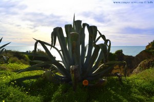 Agave - grösser als ich - Armação de Pêra – Portugal