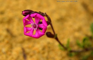 Zauberhafte Blüte - Praia da Bordeira – Portugal