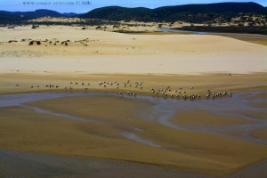 Möwen am Praia da Bordeira – Portugal