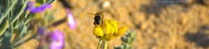 Fleissiges Bienchen - Praia da Lagoa de Albufeira – Portugal