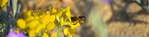 Fleissiges Bienchen - Praia da Lagoa de Albufeira – Portugal