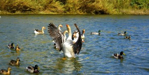 Wildgans - Ribeira São Lourenço – Portugal