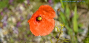 Ich liebe Mohnblumen - Costa de Lavos – Portugal