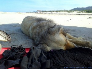Nicol leistet mir Gesellschaft am Praia de Afife – Portugal