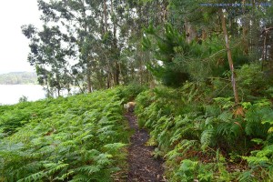 Urwald-Spaziergang - Playa de Mourisca – Spain