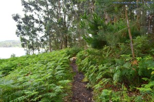 Urwald-Spaziergang - Playa de Mourisca – Spain