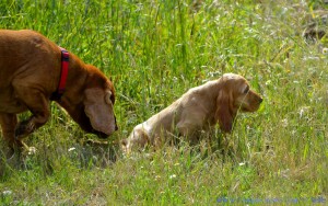 Welpe „Puppy“ mit Papa