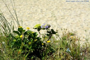 Unser Garten am Playa de Mourisca – Spain