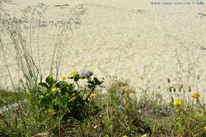 Unser Garten am Playa de Mourisca – Spain