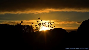 Blüten auf einem Felsen - Sunset at Playa de Mourisca – Spain