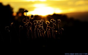 Blüten auf einem Felsen - Sunset at Playa de Mourisca – Spain