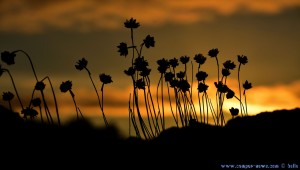 Blüten auf einem Felsen - Sunset at Playa de Mourisca – Spain
