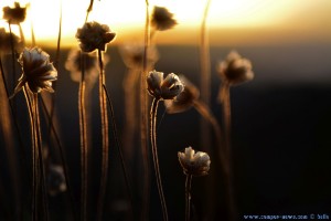 Blüten auf einem Felsen - Sunset at Playa de Mourisca – Spain