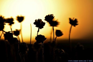 Blüten auf einem Felsen - Sunset at Playa de Mourisca – Spain