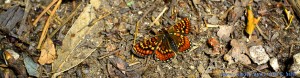 Unbekannter Schmetterling am Praia de Ancoradouro - Spain