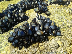 Miesmuscheln am Playa las Pipas – Spain