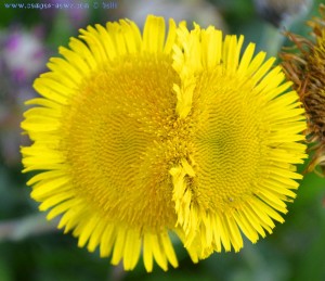 Noch eine siamesische Zwillingsblüte am Praia O Riás – Spain