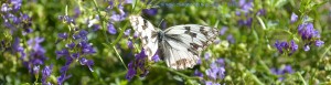 Butterfly at Ermita de Muño – Spain