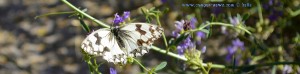 Butterfly at Ermita de Muño – Spain