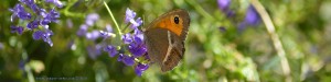 Butterfly at Ermita de Muño – Spain