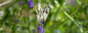 Butterfly at Ermita de Muño – Spain