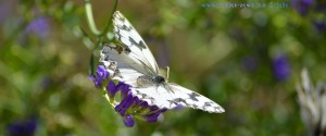 Butterfly at Ermita de Muño – Spain