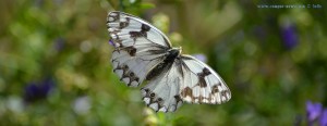 Butterfly at Ermita de Muño – Spain