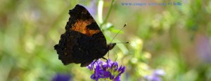 Butterfly at Ermita de Muño – Spain