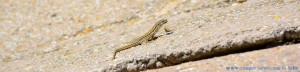 Lizard at Ermita de Muño – Spain