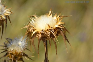 Distel at Ermita de Muño – Spain