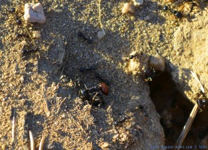 Ameisen in Huerta am Río Tormes – Spain