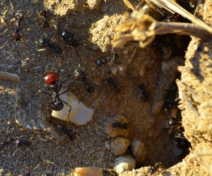 Ameisen in Huerta am Río Tormes – Spain