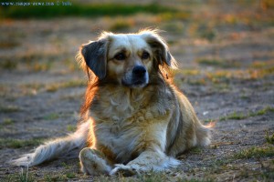 Nicol in the Sunset in Huerta – Spain