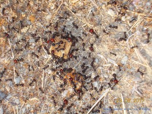 Ameisen-Bau in Huerta am Río Tormes – Spain