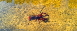 Süsswasser-Flusskrebs im Río Tormes – Spain