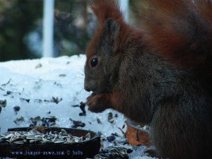 Eichhörnchen (Amadeus) bei einem strengem Winter auf meiner Terrasse in Berlin