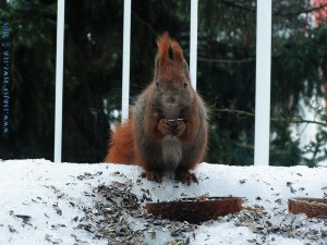 Eichhörnchen (Amadeus) bei einem strengem Winter auf meiner Terrasse in Berlin