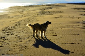 Nicol – ganz dünn mit dem Wind – am Platja de l'Eucaliptus – Spain