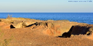 Katzen, Katzen, Katzen am Platja de la Llosa – Spain