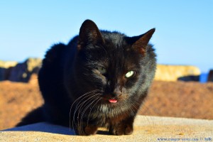 Hübsche schwarze Katze am Platja de la Llosa – Spain