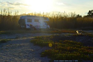 Nicol am Platja L'Almadrava – Spain