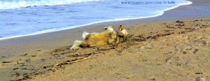 Nicol nimmt Hunde-Parfüm am Platja L'Almadrava – Spain