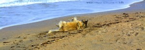 Nicol nimmt Hunde-Parfüm am Platja L'Almadrava – Spain