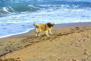 ...was guckst Du? Nicol am Platja L'Almadrava – Spain