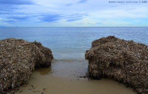 Algen am Playa de Los Arenales del Sol – Spain