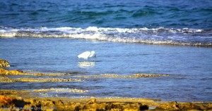 Erwischt! - Ein Reiher am Platja del Carabassí - Santa Pola – Spain