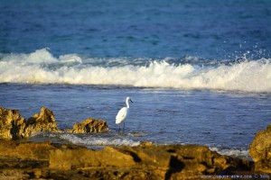 Ein Reiher am Platja del Carabassí - Santa Pola – Spain