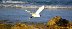 Aufgeschreckt! Ein Reiher am Platja del Carabassí - Santa Pola – Spain