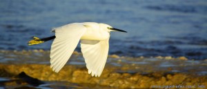 Auf der Flucht! Ein Reiher am Platja del Carabassí - Santa Pola – Spain