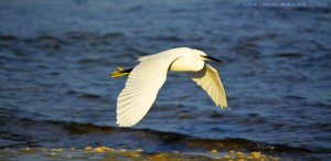 Auf der Flucht! Ein Reiher am Platja del Carabassí - Santa Pola – Spain